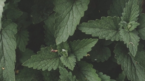 close-up-colors-fresh-1132718-1024x681